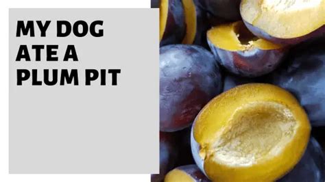 just swallows|What to Do If Your Dog Ate a Plum Pit: Expert Answers